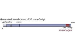 Image no. 4 for anti-p230 Trans Golgi (AA 2063-2179) antibody (ABIN968453) (p230 Trans Golgi (AA 2063-2179) Antikörper)