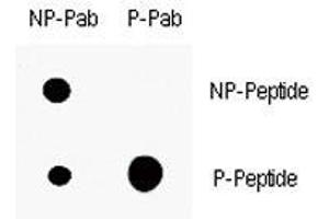 Dot blot analysis of p-p21 antibody. (p21 Antikörper  (pThr145))