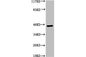 Western Blot analysis of HepG2 cells using Acrosin Polyclonal Antibody (Acrosin Antikörper  (N-Term))