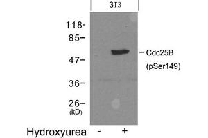 Western blot analysis of extracts from 3T3 cells untreated(lane 1) or treated with Hydroxyurea(lane 2) using Cdc25B(Phospho-Ser149) Antibody. (CDC25B Antikörper  (pSer149))