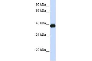 WB Suggested Anti-MAFA Antibody Titration:  0.