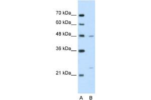 BSDC1 Antikörper  (N-Term)