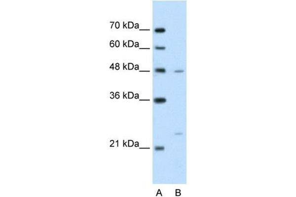 BSDC1 Antikörper  (N-Term)
