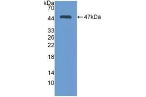 Detection of Recombinant MMP3, Mouse using Polyclonal Antibody to Matrix Metalloproteinase 3 (MMP3) (MMP3 Antikörper  (AA 100-477))