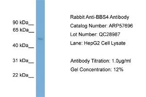 WB Suggested Anti-BBS4  Antibody Titration: 0. (BBS4 Antikörper  (Middle Region))