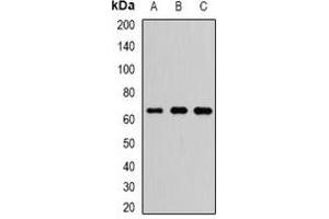 Western blot analysis of FXR1 expression in HepG2 (A), Hela (B), SW480 (C) whole cell lysates. (FXR1 Antikörper)