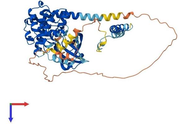 STK4 Protein (AA 1-487) (His tag)