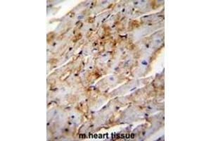 ALDH1L2 Antibody (C-term) immunohistochemistry analysis in formalin fixed and paraffin embedded mouse heart tissue followed by peroxidase conjugation of the secondary antibody and DAB staining. (ALDH1L2 Antikörper  (C-Term))