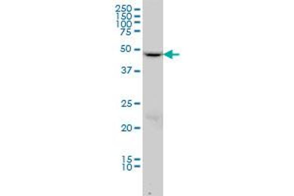 Dynamitin Antikörper  (AA 302-401)