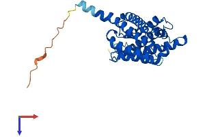 Aquaporin 8 Protein (AQP8) (AA 1-261) (His tag)