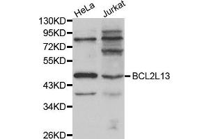 Western blot analysis of extracts of various cell lines, using BCL2L13 antibody (ABIN5970460).