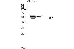 Western Blot (WB) analysis of 293T 3T3 lysis using p57 antibody. (P57 (Ser238) Antikörper)