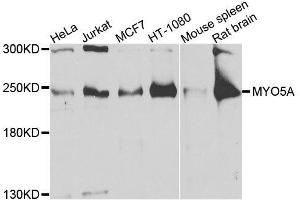 Western blot analysis of extracts of various cell lines, using MYO5A antibody (ABIN6003562) at 1/1000 dilution. (MYO5A Antikörper)
