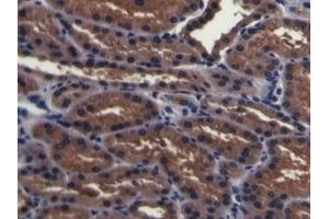 Detection of PMSA in Porcine Kidney Tissue using Polyclonal Antibody to Prostate-specific Membrane Antigen (PMSA) (PSMA Antikörper  (AA 275-588))