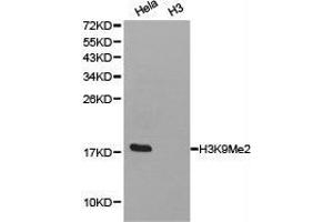 Western Blotting (WB) image for anti-Histone H3 (H3) (H3K9me2) antibody (ABIN1872998)