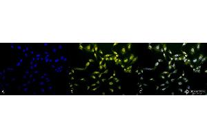 Immunocytochemistry/Immunofluorescence analysis using Rabbit Anti-Phosphothreonine Polyclonal Antibody . (Phosphothreonine Antikörper  (Biotin))