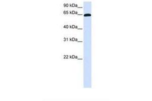 Image no. 1 for anti-Zinc Finger Protein 37A (ZNF37A) (AA 398-447) antibody (ABIN6738367) (ZNF37A Antikörper  (AA 398-447))