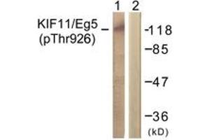 Western blot analysis of extracts from COLO205 cells, using KIF11/Eg5 (Phospho-Thr926) Antibody. (KIF11 Antikörper  (pThr926))