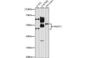 Western blot analysis of extracts of various cell lines, using SN antibody (ABIN7270367) at 1:1000 dilution. (SNAPC1 Antikörper  (AA 1-368))
