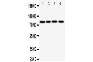 Western Blotting (WB) image for anti-Sp4 Transcription Factor (SP4) (AA 29-44), (N-Term) antibody (ABIN3043013) (SP4 Antikörper  (N-Term))