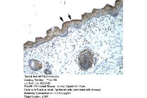 Human Spermatophore (MYBL2 Antikörper  (N-Term))