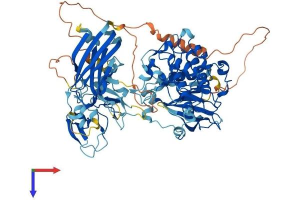 PKC epsilon Protein (AA 1-737) (His tag)