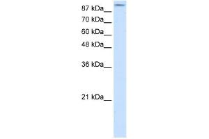 WB Suggested Anti-GRIA2 Antibody Titration:  2. (GRIA2 Antikörper  (N-Term))
