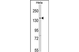 Western blot analysis of LTK2 N-term in Hela cell line lysates (35ug/lane) (LMTK2 Antikörper  (N-Term))