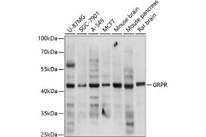 Western blot analysis of extracts of various cell lines, using GRPR antibody (ABIN3017021, ABIN3017022, ABIN3017023 and ABIN6219927) at 1:3000 dilution. (GRPR Antikörper  (AA 235-384))