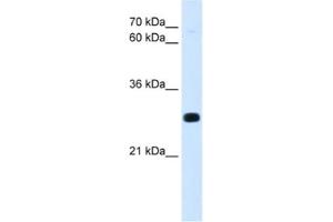 Western Blotting (WB) image for anti-Homeobox A7 (HOXA7) antibody (ABIN2463109) (HOXA7 Antikörper)