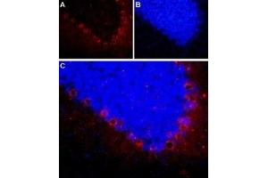 Expression of neuropeptide Y2 receptor in rat cerebellum - Immunohistochemical staining of frozen section of rat cerebellum using Anti-NPY2R Antibody (ABIN7043373, ABIN7044670 and ABIN7044671), (1:100). (NPY2R Antikörper  (Intracellular))