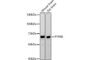 Western blot analysis of extracts of various cell lines, using PTPRR antibody (ABIN7269711) at 1:1000 dilution. (PTPRR Antikörper)