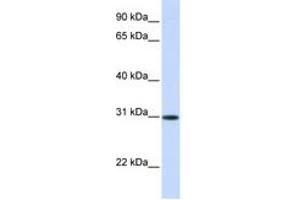Image no. 1 for anti-Activating Transcription Factor 5 (ATF5) (AA 180-229) antibody (ABIN6744226) (ATF5 Antikörper  (AA 180-229))
