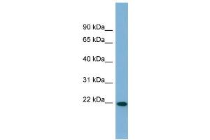 Western Blotting (WB) image for anti-Fibronectin Type III Domain Containing 4 (FNDC4) (Middle Region) antibody (ABIN2783887)