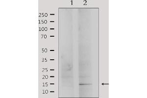Western blot analysis of extracts from HepG2, using PHLA2 Antibody. (PHLDA2 Antikörper  (Internal Region))