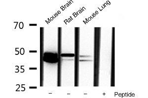 Western blot analysis of extracts of various celllines,using erk1/2 antibody. (ERK1/2 Antikörper)