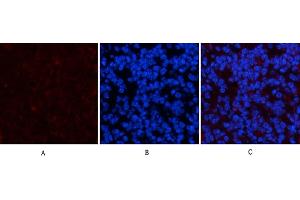 Immunofluorescence analysis of mouse spleen tissue. (PDGFRA Antikörper)