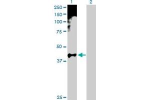 Western Blot analysis of HOXA11 expression in transfected 293T cell line by HOXA11 MaxPab polyclonal antibody.