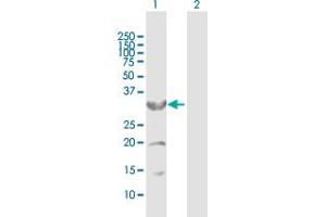 Western Blot analysis of CYB5R3 expression in transfected 293T cell line by CYB5R3 MaxPab polyclonal antibody.