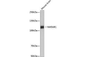 Western blot analysis of extracts of Mouse brain, using NMD Rabbit mAb (ABIN7267417) at 1:1000 dilution. (GRIN1/NMDAR1 Antikörper)