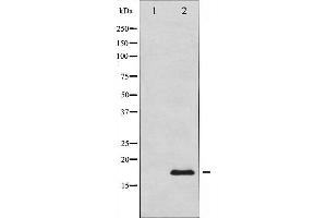 Calmodulin 1 Antikörper