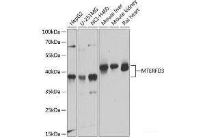 Western blot analysis of extracts of various cell lines using MTERFD3 Polyclonal Antibody at dilution of 1:1000. (MTERFD3 Antikörper)