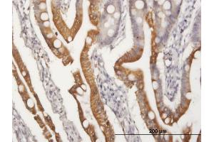 Immunoperoxidase of purified MaxPab antibody to APOA4 on formalin-fixed paraffin-embedded human small Intestine. (APOA4 Antikörper  (AA 1-396))