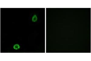 Immunofluorescence analysis of A549 cells, using ABCA13 Antibody.
