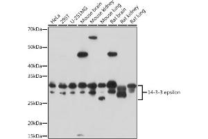 Western blot analysis of extracts of various cell lines, using 14-3-3 epsilon antibody (ABIN3021320, ABIN3021321, ABIN3021322 and ABIN6214879) at 1:3000 dilution. (YWHAE Antikörper  (AA 1-255))