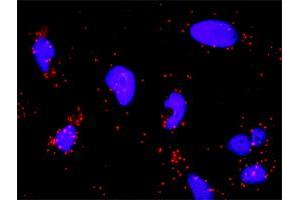 Proximity Ligation Analysis of protein-protein interactions between PTK2 and SRC. (Src Antikörper  (AA 1-90))