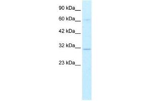 Human HepG2; WB Suggested Anti-DBP Antibody Titration: 0.