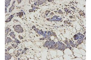 Immunohistochemistry (IHC) image for anti-Histamine N-Methyltransferase (HNMT) antibody (ABIN1873063) (HNMT Antikörper)