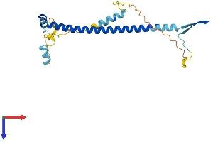 NOL12 Protein (AA 1-217) (His tag)