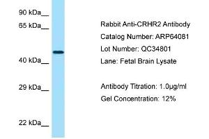 Western Blotting (WB) image for anti-Corticotropin Releasing Hormone Receptor 2 (CRHR2) (N-Term) antibody (ABIN970453) (CRHR2 Antikörper  (N-Term))